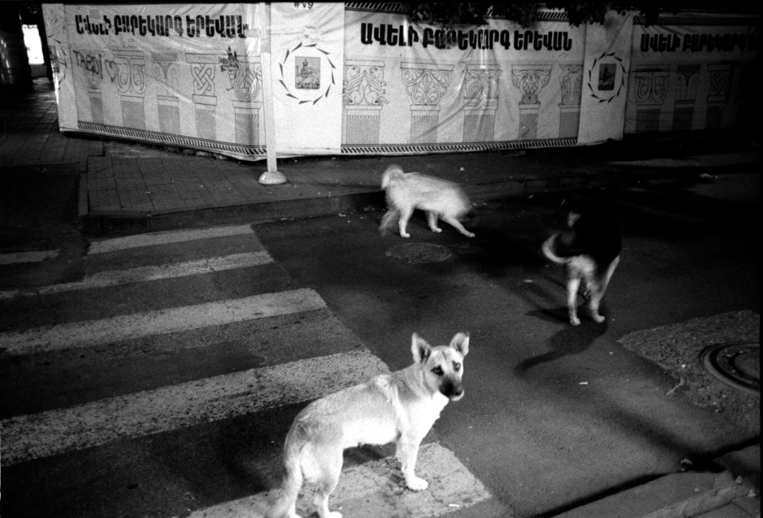 Дог ереван. Собаки в Ереване. Dog Erevan. Help Dogs Yerevan.